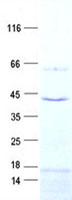 SLC25A28 (NM_031212) Human Recombinant Protein