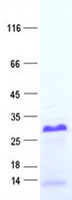 XAGE3 (NM_130776) Human Recombinant Protein