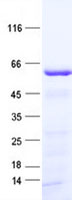 ATHL1 (PGGHG) (NM_025092) Human Recombinant Protein