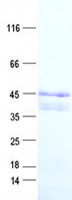 TRIML2 (NM_173553) Human Recombinant Protein