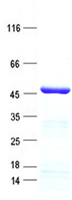 TADA1L (TADA1) (NM_053053) Human Recombinant Protein