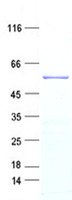 SCML4 (NM_198081) Human Recombinant Protein