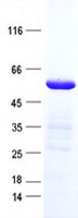 ZNF772 (NM_001024596) Human Recombinant Protein