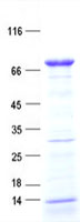 FAM149B1 (NM_173348) Human Recombinant Protein
