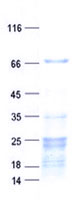 L3MBTL4 (NM_173464) Human Recombinant Protein