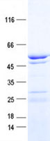 UFSP2 (NM_018359) Human Recombinant Protein