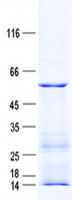 STPG2 (NM_174952) Human Recombinant Protein