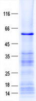 ZNF630 (NM_001037735) Human Recombinant Protein