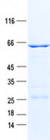 EID3 (NM_001008394) Human Recombinant Protein