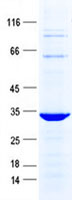 PRAC (PRAC1) (NM_032391) Human Recombinant Protein