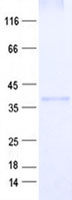 C3orf70 (NM_001025266) Human Recombinant Protein