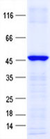 GLI4 (NM_138465) Human Recombinant Protein