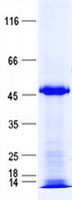 ZNF193 (ZSCAN9) (NM_006299) Human Recombinant Protein