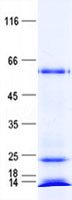 ZNF548 (NM_152909) Human Recombinant Protein