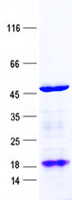 Deleted in azoospermia 4 (DAZ4) (NM_020420) Human Recombinant Protein