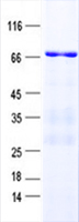 CCDC81 (NM_021827) Human Recombinant Protein