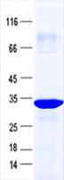 GRAMD2A (NM_001012642) Human Recombinant Protein