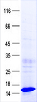 HEPN1 (NM_001037558) Human Recombinant Protein
