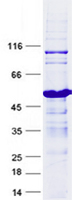 GAGE1 (NM_001468) Human Recombinant Protein