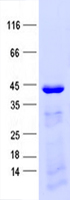 C20orf166 (MIR1-1HG) (NM_178463) Human Recombinant Protein
