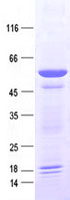 C2orf69 (NM_153689) Human Recombinant Protein