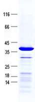 H4C5 (NM_003545) Human Recombinant Protein