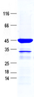 FAM218A (NM_153027) Human Recombinant Protein