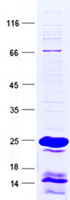 KCNT2 (NM_198503) Human Recombinant Protein