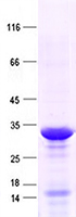 Purified recombinant protein C2 was analyzed by SDS-PAGE gel and Coomossie Blue Staining.