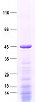 Purified recombinant protein ZNF280C was analyzed by SDS-PAGE gel and Coomossie Blue Staining.