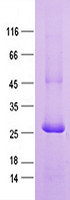Purified recombinant protein ANLN was analyzed by SDS-PAGE gel and Coomossie Blue Staining.