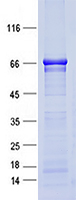 Coomassie blue staining of purified SPATS2L protein (Cat #TP762513). The protein was produced from E.coli.