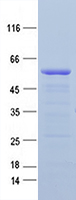 Purified recombinant protein SINHCAF was analyzed by SDS-PAGE gel and Coomossie Blue Staining.