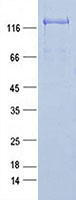 Purified recombinant protein PPFIBP2 was analyzed by SDS-PAGE gel and Coomossie Blue Staining.