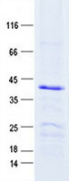Purified recombinant protein INSM1 was analyzed by SDS-PAGE gel and Coomossie Blue Staining.