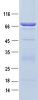 Purified recombinant protein ANKRD32 was analyzed by SDS-PAGE gel and Coomossie Blue Staining.