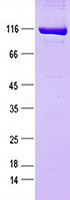 Purified recombinant protein LbCpf1 was analyzed by SDS-PAGE gel and Coomossie Blue Staining.