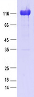 Purified recombinant protein LwCas13a was analyzed by SDS-PAGE gel and Coomossie Blue Staining.
