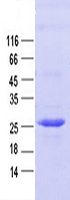 Purified recombinant protein CD20 was analyzed by SDS-PAGE gel and Coomossie Blue Staining.