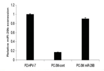 miRNA-Expression Plasmid