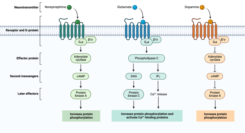 GPC EFfector Pathways Image