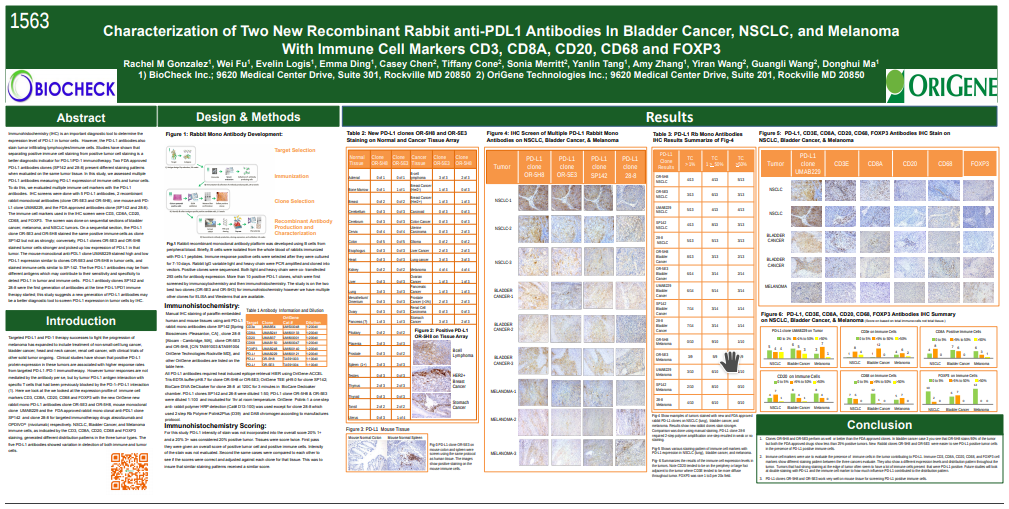 Characterization of two new recombinant rabbit anti-PDL1 IHC staining in bladder cancer, NSCLC, and melanoma with immune cell markers