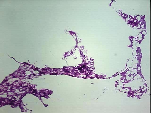 4x Image