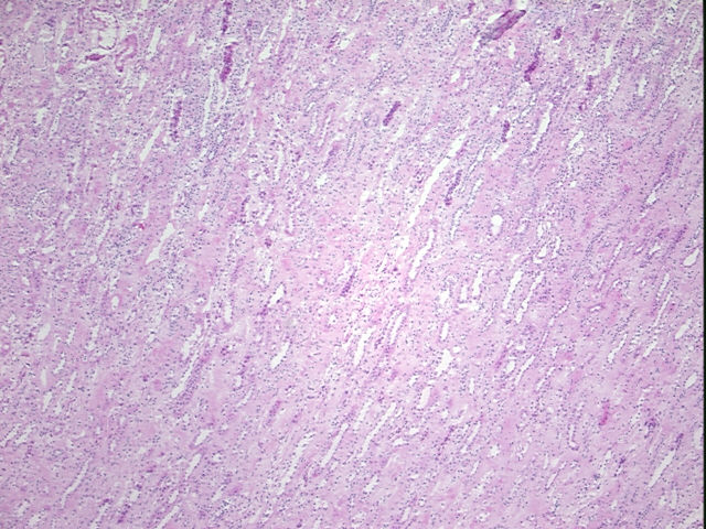 4x Image