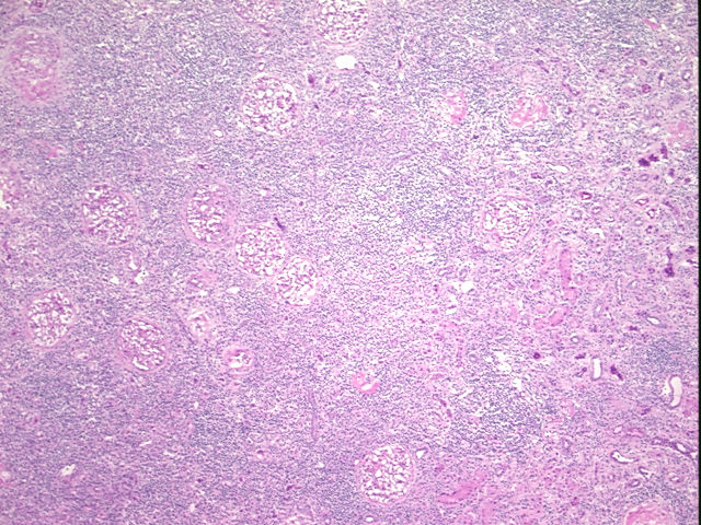 4x Image
