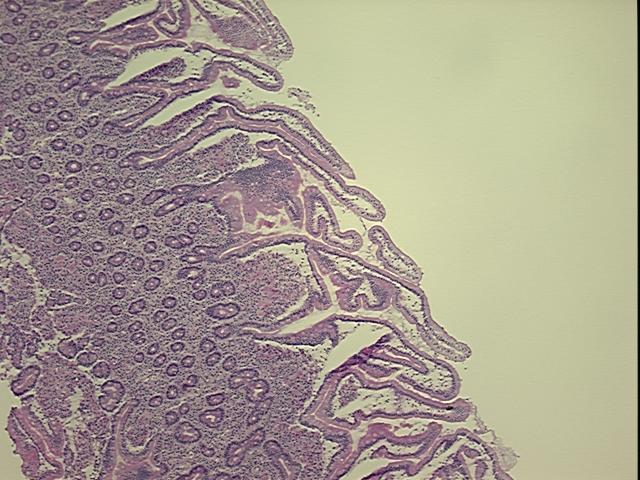 4x Image