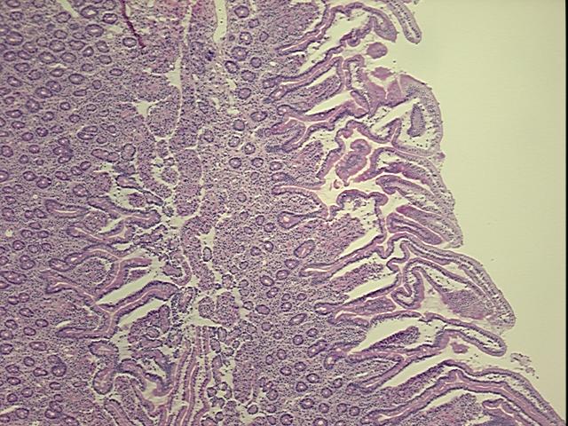 4x Image