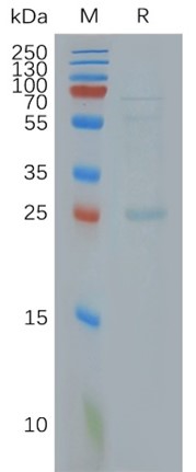 Validation Data Image 1