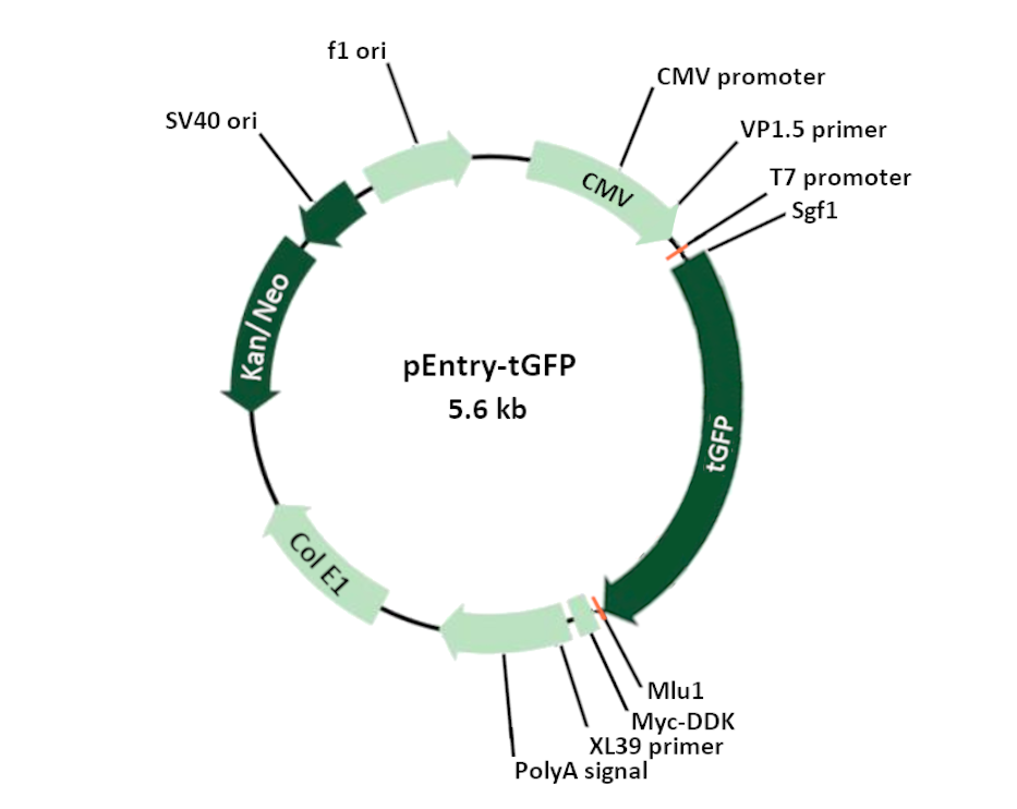 pEntry-tGFP Mammalian Expression Vector