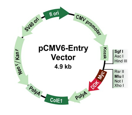 PS100001 – pCMV6-Entry Mammalian Expression Vector | OriGene